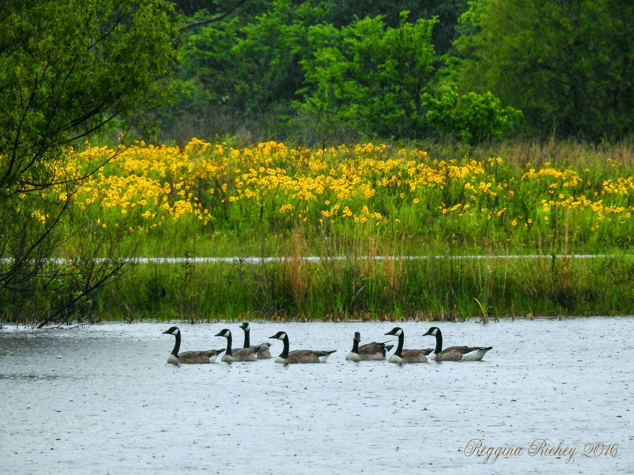 Birding in Limestone Park